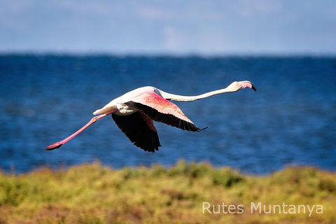 Ebro Delta: Birding and Bird Photography in a Van