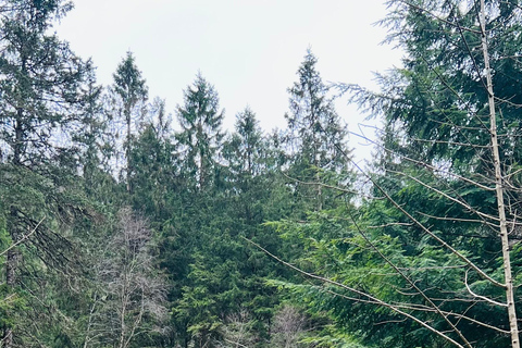 BERGEN I Fløyen Activo - Magische Natur - Wandertour