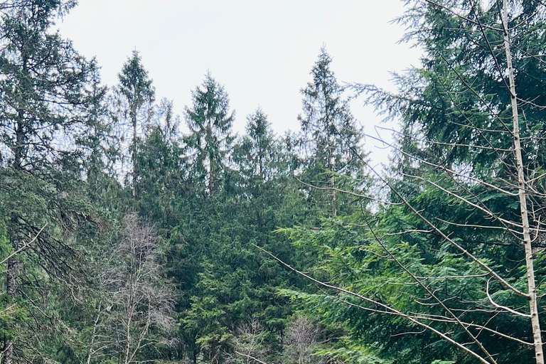 BERGEN I Fløyen Activo - Magische Natur - Wandertour