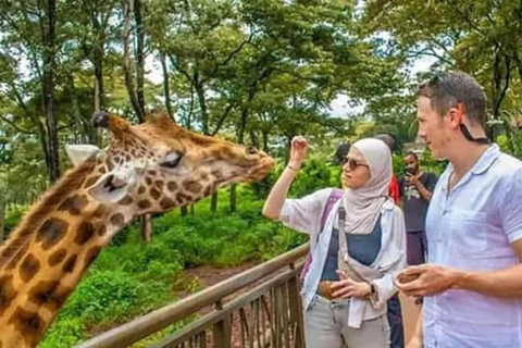Nairobi: Giraffe Centre Visit and Giraffe Feeding Experience