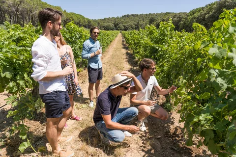Avignone: Tour di un giorno intero dei vini di Châteauneuf du Pape e del Luberon