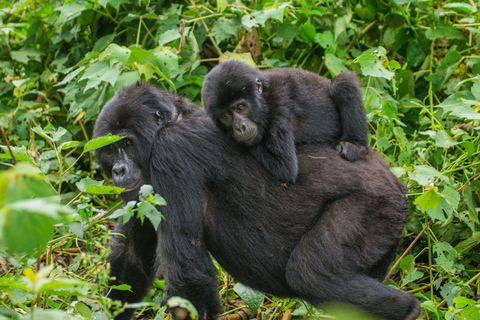 Uganda: 9-dagars mellanklass safari med vilda djur, schimpanser och gorillor