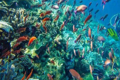 Lombok: 4-Day Komodo with Whale Sharks Private Cabin