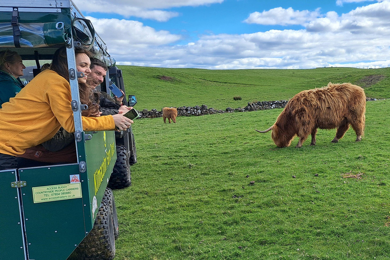 Glasgow: Highland Cow Trailer Tour with home baking