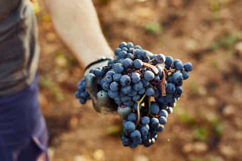 From Bordeaux: Afternoon Saint-Emilion Wine Tasting Trip
