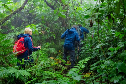 2 Day Golden Monkey Trekking and Dian Fossey Tomb Visit