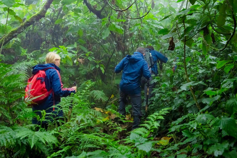 2 Day Golden Monkey Trekking and Dian Fossey Tomb Visit