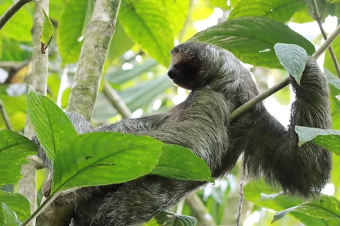 La Fortuna-Breath Taking Sloth Tour & Tortilla Experience.