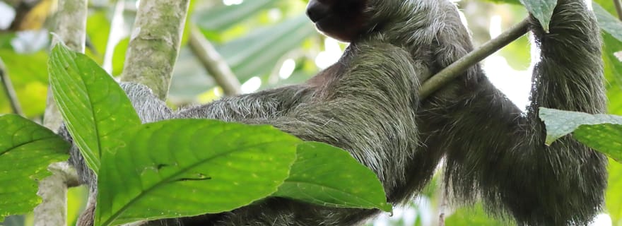La Fortuna - Tour des paresseux et expérience de la tortilla.
