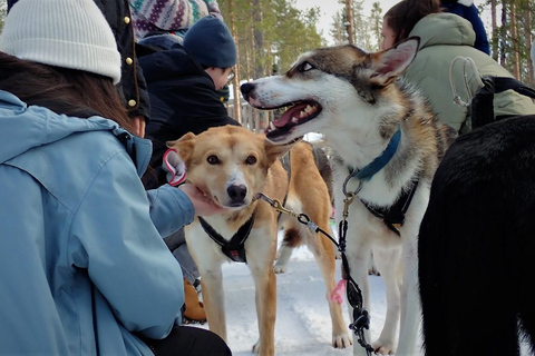 Från Rovaniemi: Lapplands ren- och huskyslädsafari