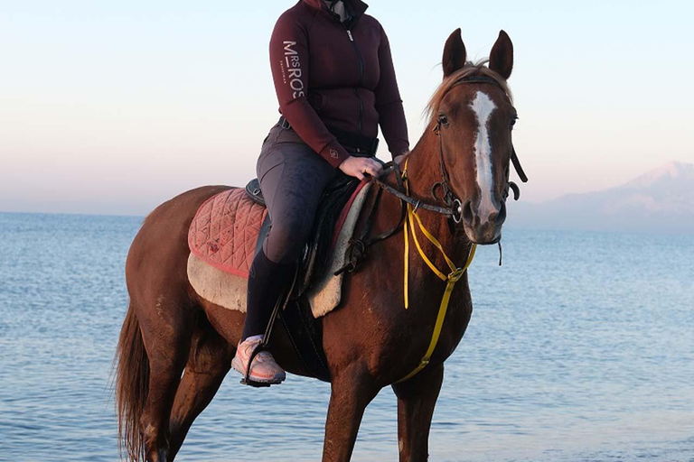 Antalya : équitation en bord de mer et dans la forêtAntalya : Balade à cheval en bord de mer et en forêt