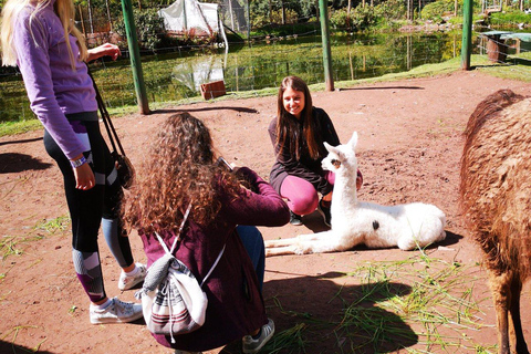 Visite du sanctuaire animalier de Cochahuasi avec un animal sauvé