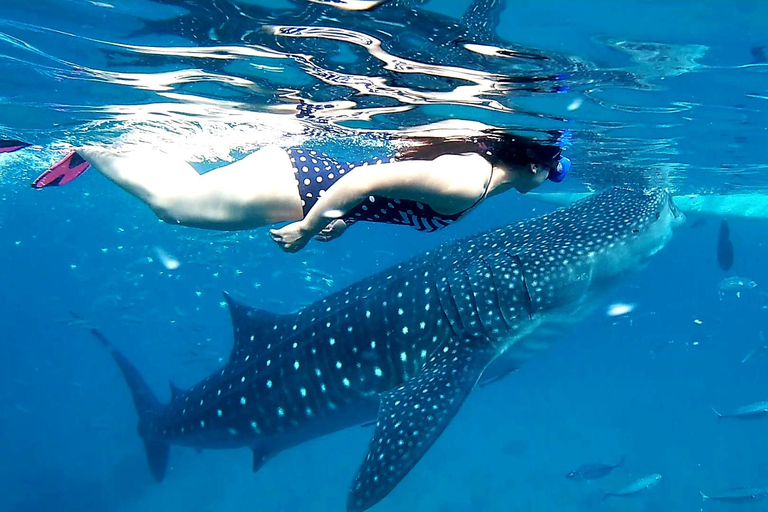 Oslob: Whale Shark Watching Experience