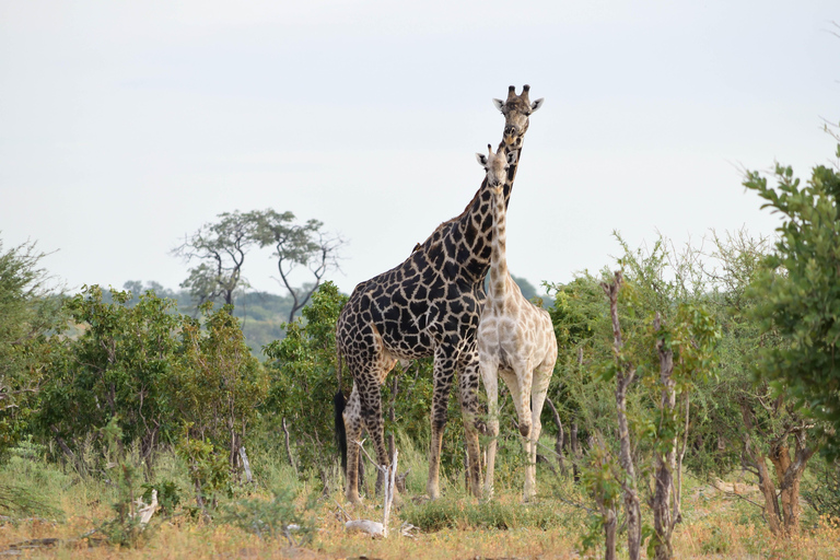 Victoria Falls: Safari game drive tour 3 hours