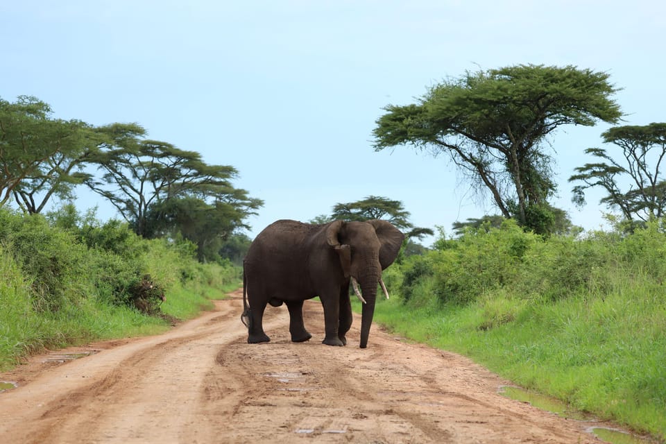 Uganda Gorillas, Cnimpanzees und Safari Mid-Range Tour - Hizvo