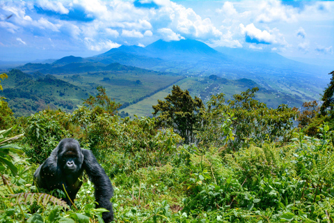 Rwanda : 3 jours d&#039;aventure dans le parc national des volcans