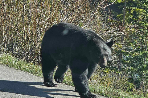 Emerald Lake, Lake Louise, Johnston Canyon &amp; Banff Tour SUV