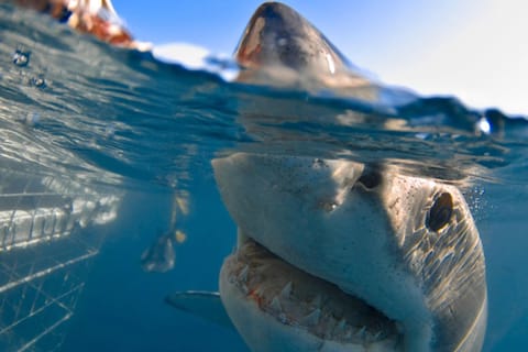 Great White Shark Cage Diving Experience: Cape Town 6hrs
