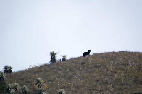 Private sight Tour Chingaza Paramo from Bogota, Andean BearPrivate sighting Tour in Chingaza Paramo, Andean Bear