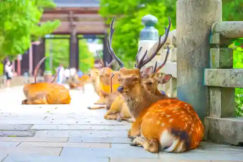 Osaka or Kyoto: Kinkakuji, Bamboo Forest, and Nara Deer Park