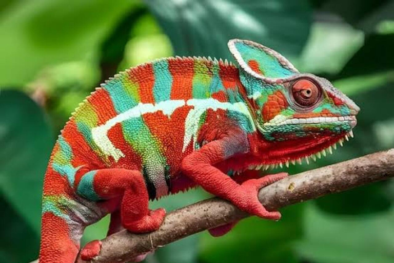 Zanzibar: Jozani-apen, vlindertuin en reptielenpark