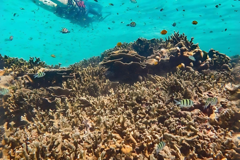 Phuket/Khao Lak : Découvrez l&#039;île Similan avec 3 repas