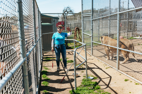 Alpine: visita e alimentação do Santuário de Tigres e Ursos do LionsAlpine: Excursão e alimentação do Santuário de Leões, Tigres e Ursos