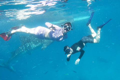 TOURS PARTAGÉS (nage avec les requins baleines et canyoning Kawasan)