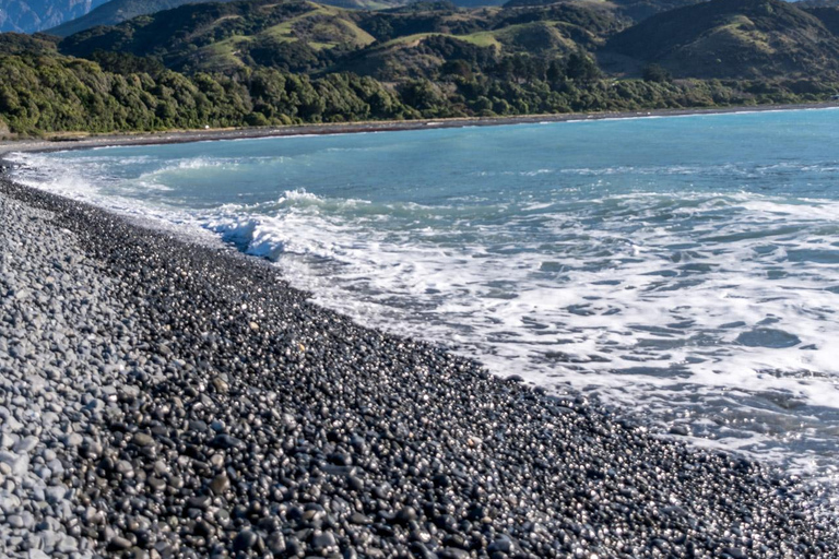 From Christchurch: Kaikōura Day Tour with Kayak