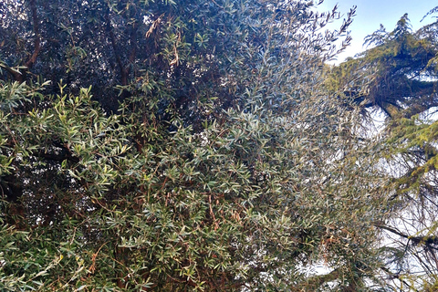 Modena: Organic & Traditional Balsamic Vinegar Tour with EVO Oil Tasting