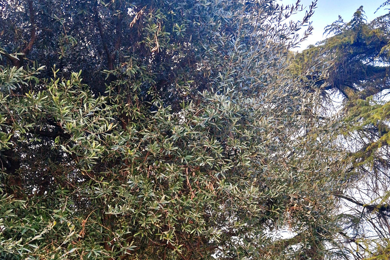 Modena: Organic & Traditional Balsamic Vinegar Tour with EVO Oil Tasting