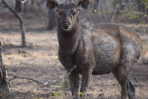 8 Tage Goldenes Dreieck Indien mit Wild Life Tour ab DelhiTour mit Auto & Fahrer mit Guide