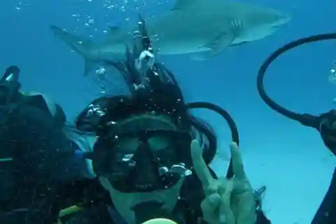 Puerto Morelos: Diving with Bullsharks
