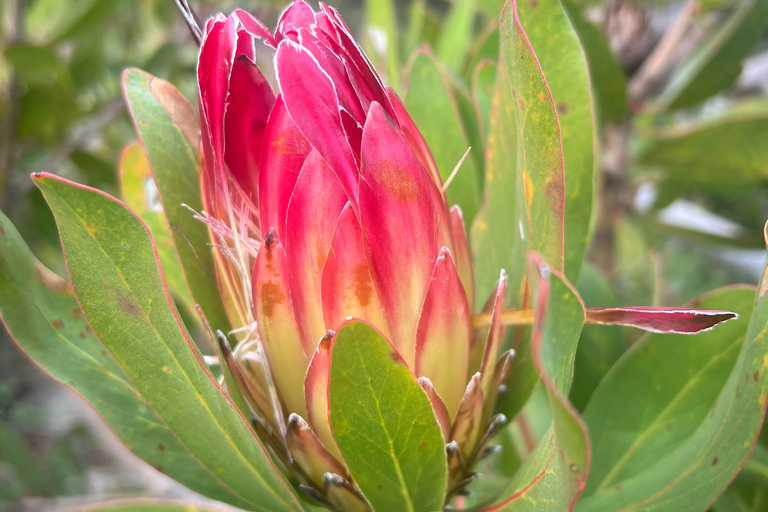 Rooi-Els, Bettys Bay, Stony Point day trip from Cape Town