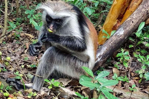 桑给巴尔：乔赞尼森林、库扎洞穴与蓝礁湖+海星探秘桑给巴尔：乔赞尼森林、库扎洞穴与蓝礁湖+海星