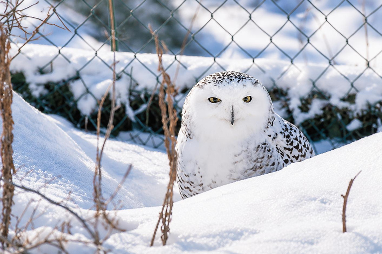Rovaniemi: Ranua Wildlife Park, Polar Bears & Arctic Animals ⭐ Ranua Highlights | 4h | Polar Bears | Most Popular