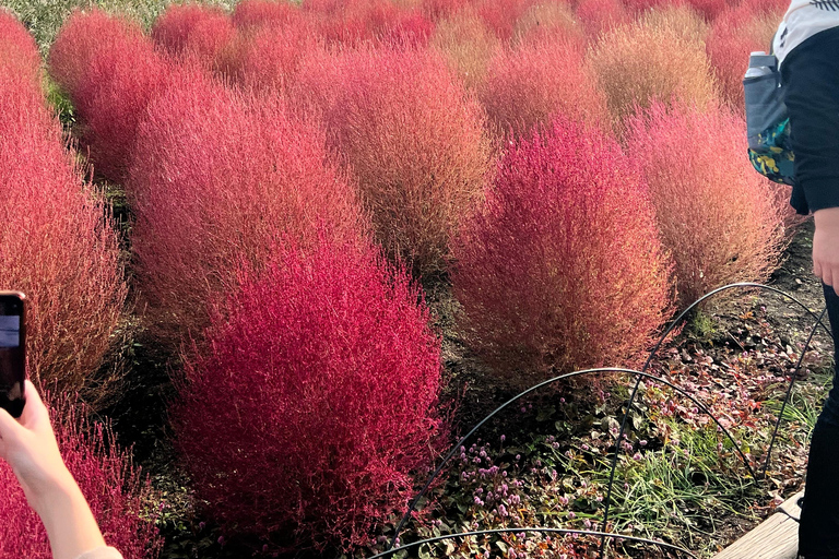 Från Tokyo / Yokohama: Privat dagsutflykt till Fuji-berget och Hakone