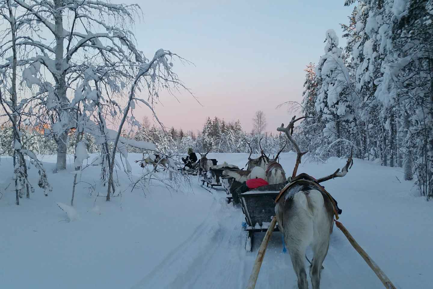 Levi: 1.5km Reindeer Sleigh Ride in Snowy Forest Kermikkä