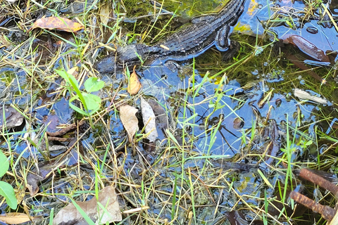 Everglades: tour en barco con transporte y entrada incluidos