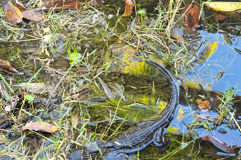 Everglades : tour en bateau avec transport&amp; entrée inclus