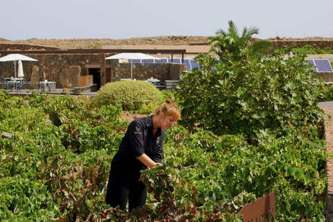 Join us for a guided tour of the Conatvs winery and enjoy a wine tasting in Spanish Guided tour of Conatvs winery with wine tasting in Spanish