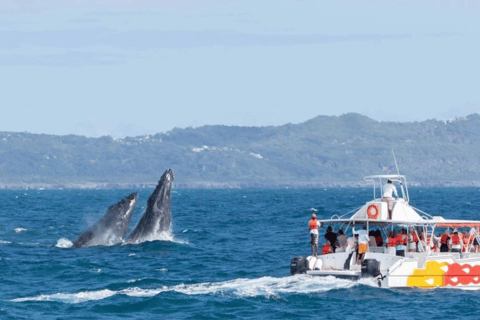 La Romana: Whale-Watching Cruise & Cayo Levantado Day Trip Private Whale watching