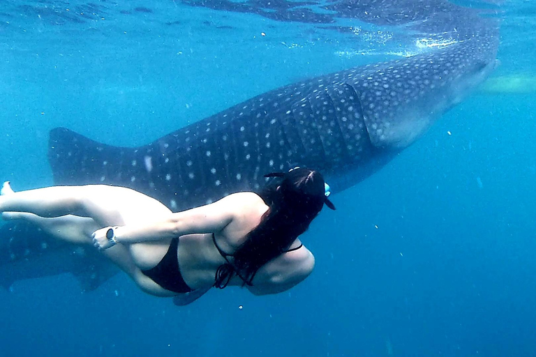 Cebu : Circuit requins-baleines, canyoning et tyrolienne à Oslob