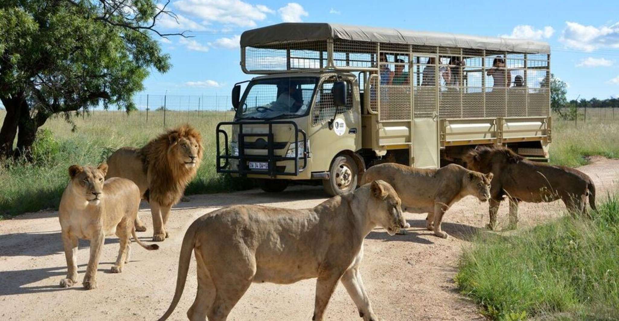 Lion Park Tour in Open Safari Vehicle - Housity