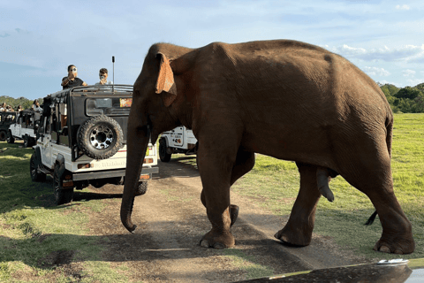 From Near Sigiriya: Kaudulla National Park Safari Tour Half Day Safari Tour