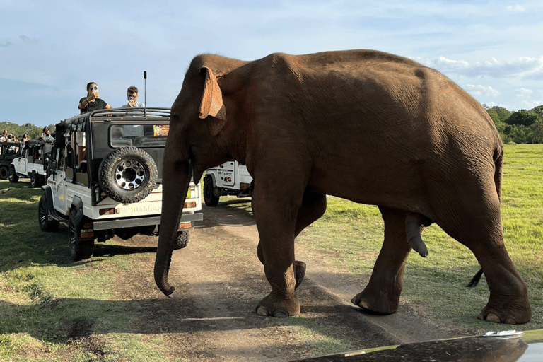 From Near Sigiriya: Kaudulla National Park Safari Tour Half Day Safari Tour