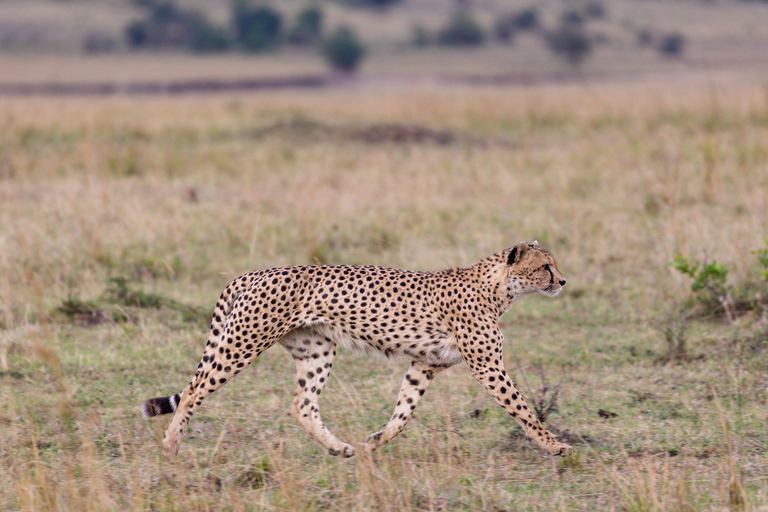 4-Day Nairobi-Amboseli-Tsavo East-Mombasa, Diani/Watamu