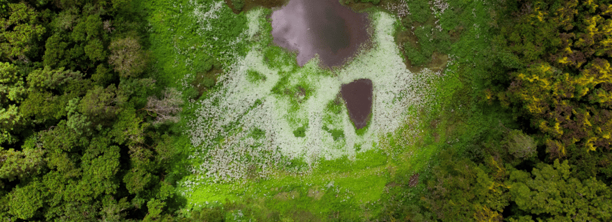 Itinéraire du thé : lac, forêt, plantation de thé et déjeuner à 3 plats