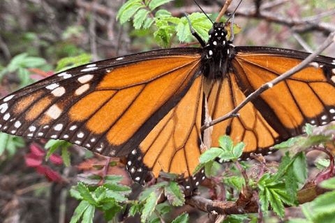 Monarch Butterfly Tour Mexico: Sierra Chincua & Angangueo Private