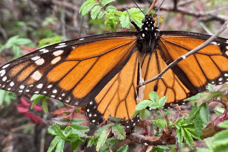 Monarch Butterfly Tour Meksyk: Sierra Chincua &amp; AngangueoPrywatny